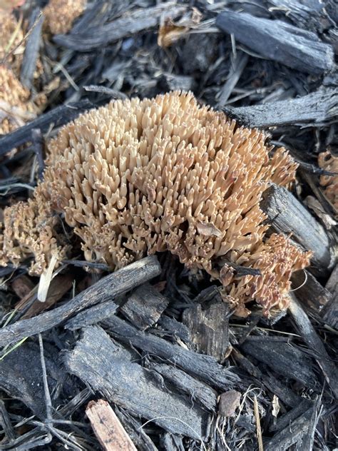 Upright Coral Fungus From Cross Trails Rd Windsor Mill MD US On