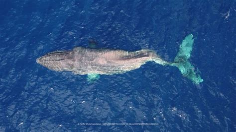 What Happened To Moon The Injured Humpback Whale Hasn T Been Seen In