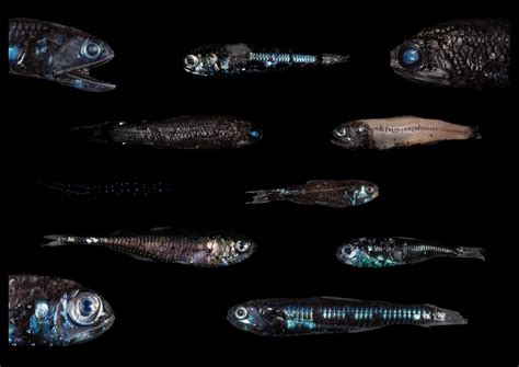 Los Misteriosos Peces Que Habitan La Zona De Penumbra En La