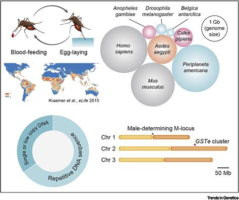 Aedes Aegypti Trends In Genetics