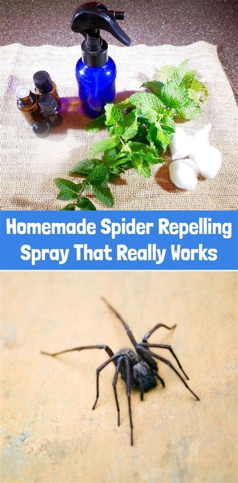 Homemade Spider Repelling Spray That Really Works In 2023 Homemade Spider Spray Peppermint