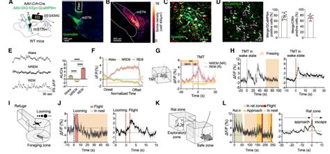 Neuron 中科院深圳先进院王立平研究组发现压力状态下调控个体觉醒的神经环路 脑医汇 神外资讯 神介资讯