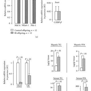 Maf-A, Nkx6-1, Pdx-1, and C/EBP-β (a), Glut2 and GK (b) mRNA expression... | Download Scientific ...