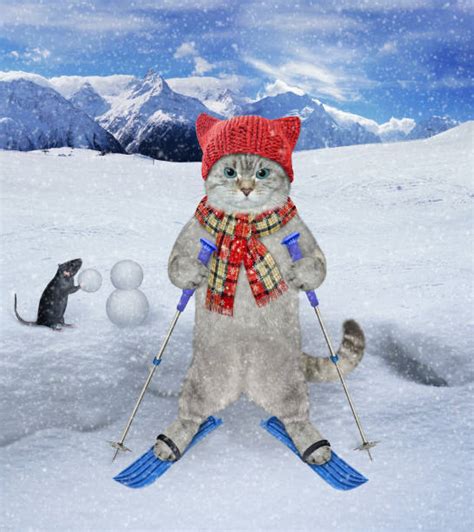 480+ Cat Skiing Stock Photos, Pictures & Royalty-Free Images - iStock