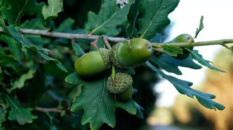 Oak Tree Acorns ΒΕΛΑΝΙΔΙΕΣ ΒΕΛΑΝΙΔΙΑ Photos Wallpapers The Fun Bank