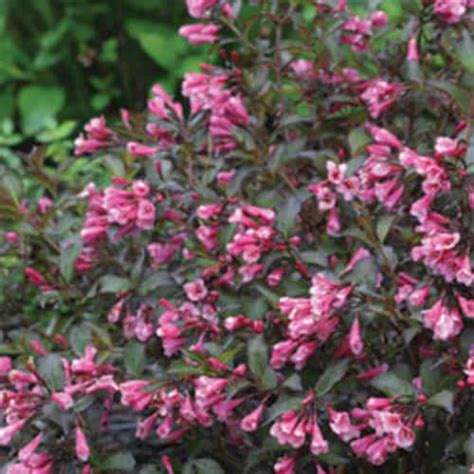 Fine Wine Weigela 2 Gallon Container Grimms Gardens