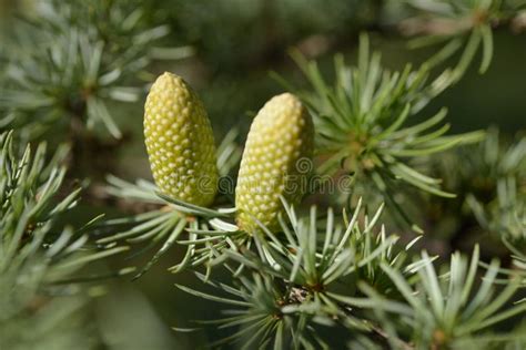 Atlantica Do Cedrus Do Cedro De Atlas Bonito Foto De Stock Imagem De