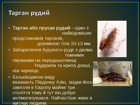 Рудий тарган - презентація з біології