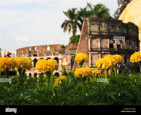 Roman Colosseum Flowers Hi Res Stock Photography And Images Alamy