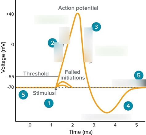 The Nervous System: Action Potential Diagram | Quizlet