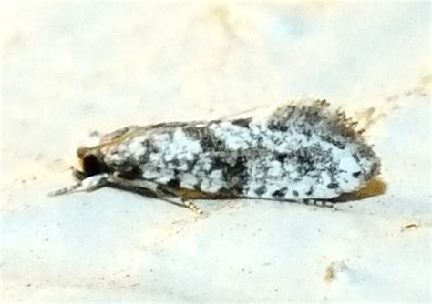 European Grain Moth Nemapogon Bugguidenet