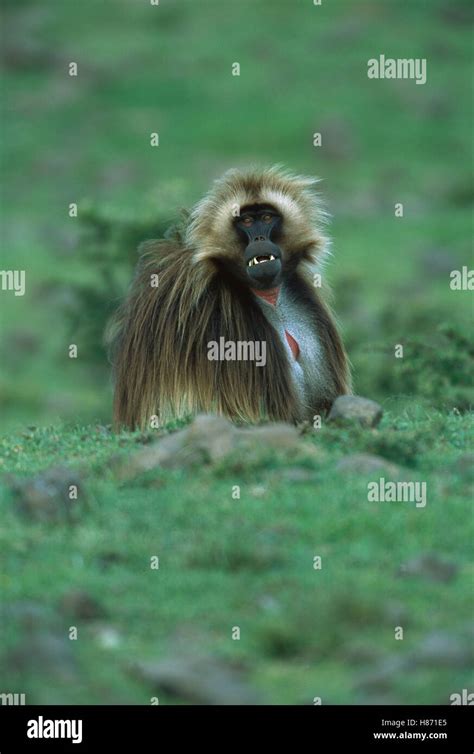 Gelada Baboon Theropithecus Gelada Endemic Species Sitting On The