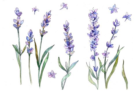 Sweet Purple Lavender Flower Png Watercolor Set