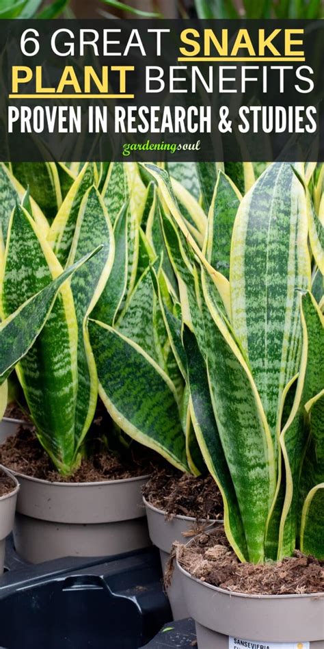 6 Great Snake Plant Benefits - Gardening Soul