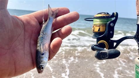 Beach Fishing With LIVE Mullet For Whatever Bites YouTube