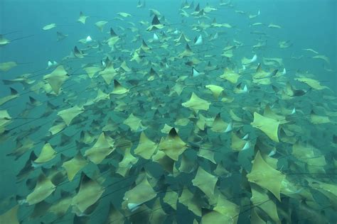 A Huge School Of Pacific Cownose Golden Cownose Rays Mexico