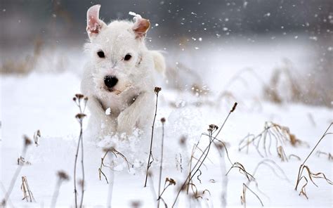 White Snow Dog Playing Wallpapers HD / Desktop and Mobile Backgrounds