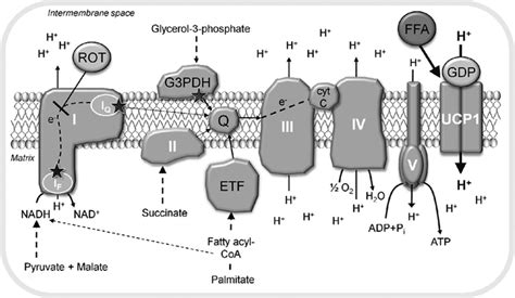 Sites Of Substrate Entry And Superoxide Production In The Respiratory