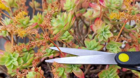 Asmr Prune ️ Succulent Plant 🌿 On The Balcony 🏡 Youtube