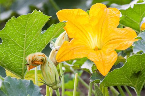 Flor De Calabaza El Mexiquense