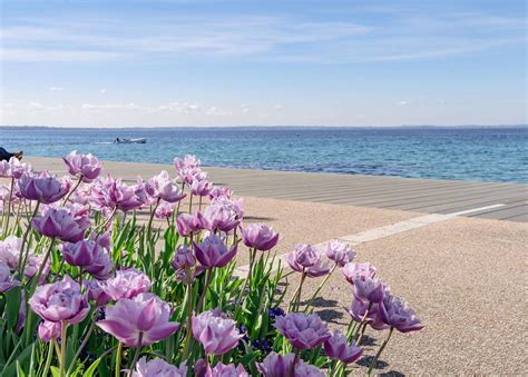 Primavera a Bardolino: il lungolago si colora con 50 mila tulipani!