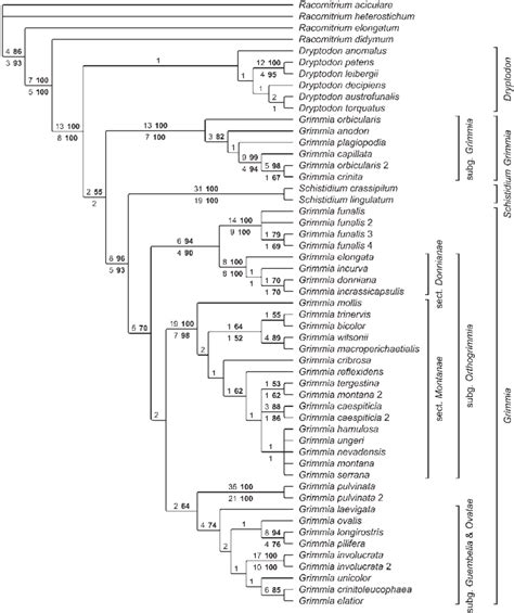 Strict Consensus Tree Of 20 Most Parsimonious Trees Length 1 638 Ci Download Scientific