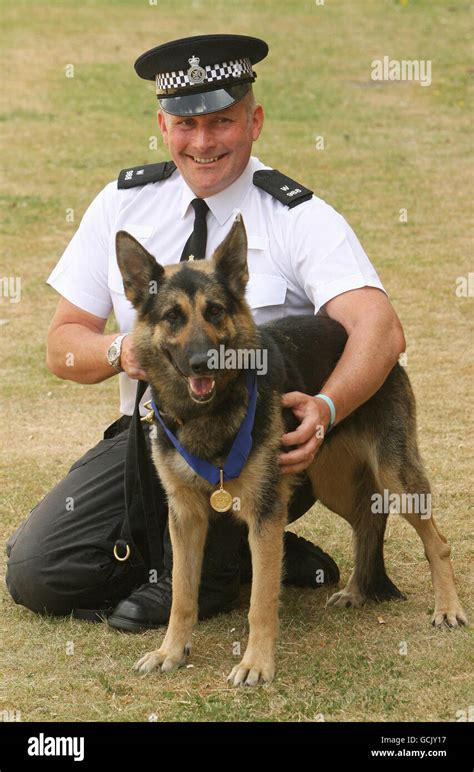 Pdsa Gold Medal Hi Res Stock Photography And Images Alamy