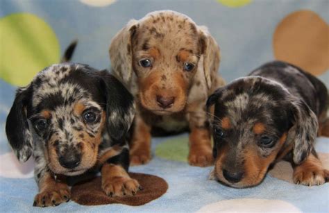 Blue Merle Dachshund For Sale | PETSIDI