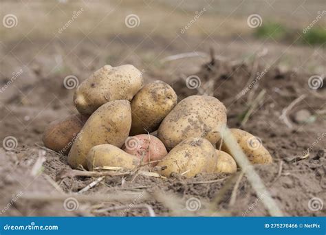 Oogst Van Aardappelen Uit De Bodem In De Tuin Van Het Eigen Huis Stock