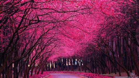 Pink Trees Wallpaper 58 Pictures