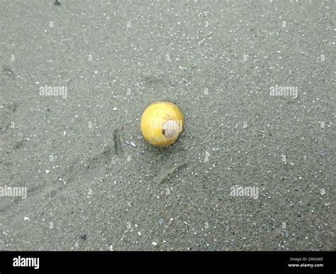 flat periwinkle littorina obtusata mollusca stock photo alamy