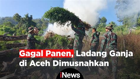 Petugas Musnahkan 40 Hektar Ladang Ganja Siap Panen Di Aceh YouTube