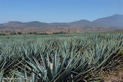 Tequila ist Mexikos Nationalgetränk Planet Mexiko