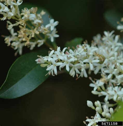 Chinese Privet Ligustrum Sinense Lour