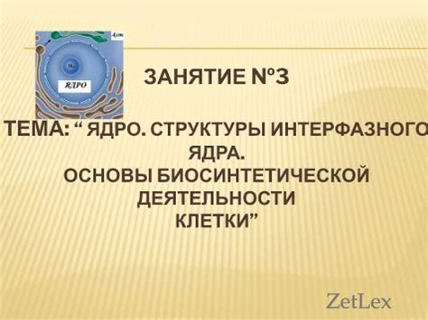 Ядро. Структуры интерфазного ядра. Основы биосинтетической деятельности ...