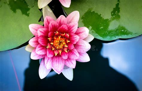 Hermosa Flor De Loto Con Hoja Verde En El Estanque Foto De Archivo