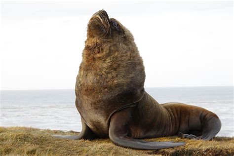 Sea Lion Island Places To Visit Falkland Islands Journey Latin