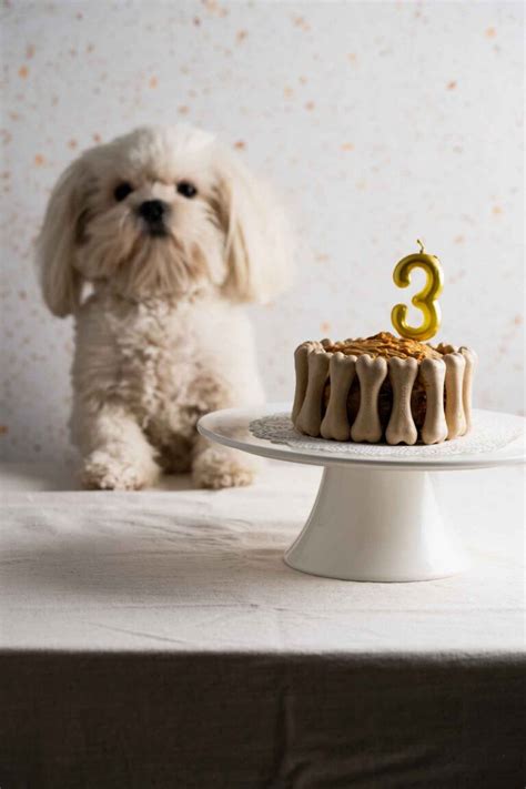 Peanut Butter & Honey Dog Cake Recipe (for Puppies) - Boy.eatsworld