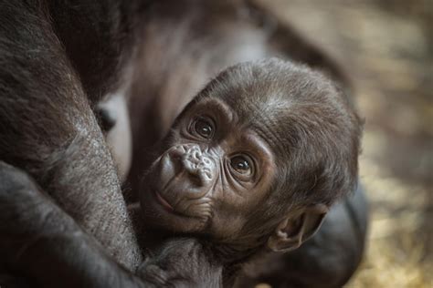 Premium Photo Baby Of A Western Lowland Gorilla