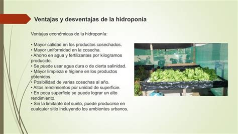 Ppt Hidroponia Cultivos En Agua Y Sustratos Ppt