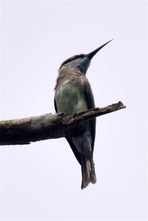 Blue Throated Bee Eater Birds Of Singapore · Inaturalist