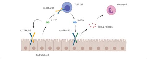 Mode Of Action Of Il 17c On Epithelial And T H 17 Cells Schematic Download Scientific