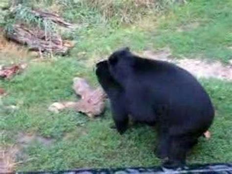 Bears Having Sex YouTube