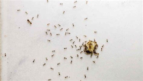 6 Tiny Black Bugs In Kitchen Cupboards