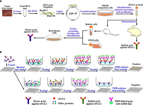 Frontiers A Double Antibody Sandwich Elisa For Sensitive And Specific Detection Of Swine