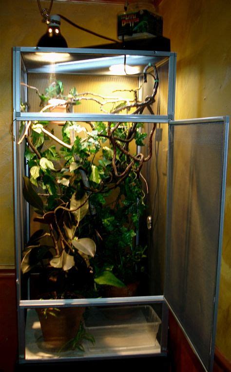 12 Best Veiled Chameleon Images Veiled Chameleon Chameleon Pet Cage