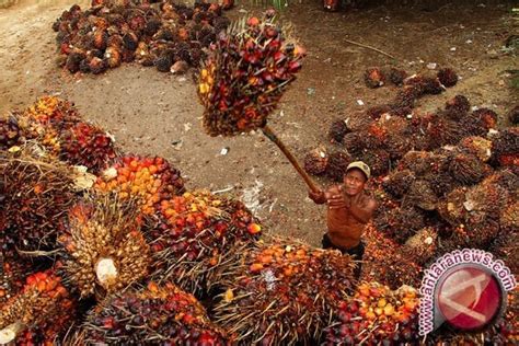 Harga TBS Sawit Kaltim Turun Tipis ANTARA News Kalimantan Timur