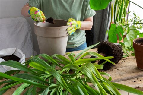 Yucca Palme Blüte abschneiden So pflegen Sie richtig