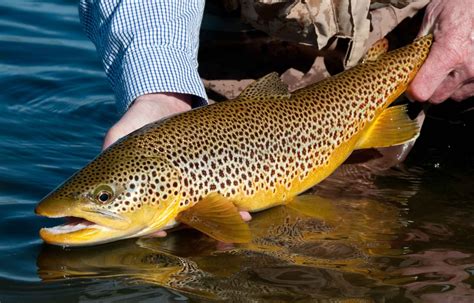 10 Tips For Photographing Fish Hatch Magazine Fly Fishing Etc