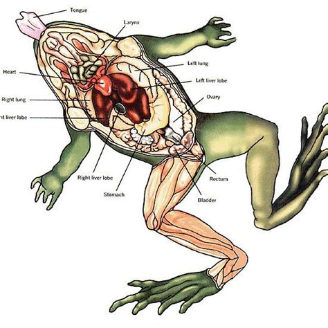 Label The Parts Of The Frog In The Diagram